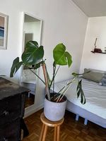Schöne Monstera