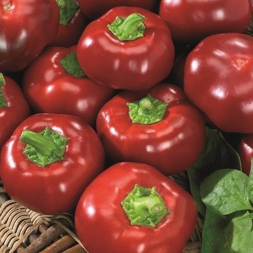 Piante & sementi: 50 Samen Gemüsepaprika TOPEPO ROSSO – Nuovo (secondo la descrizione) da Ehrendingen venduto da VerveinaSamen 4