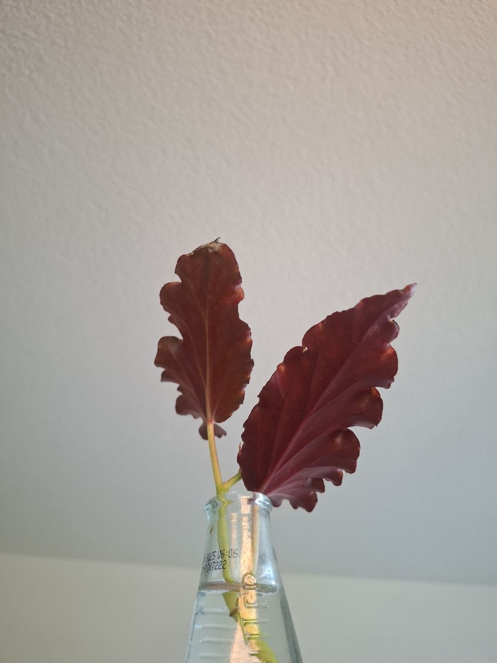 Piante & sementi: Begonia Cracklin' Rosie Steckling – Usato da Ballwil venduto da Mirjam789 2