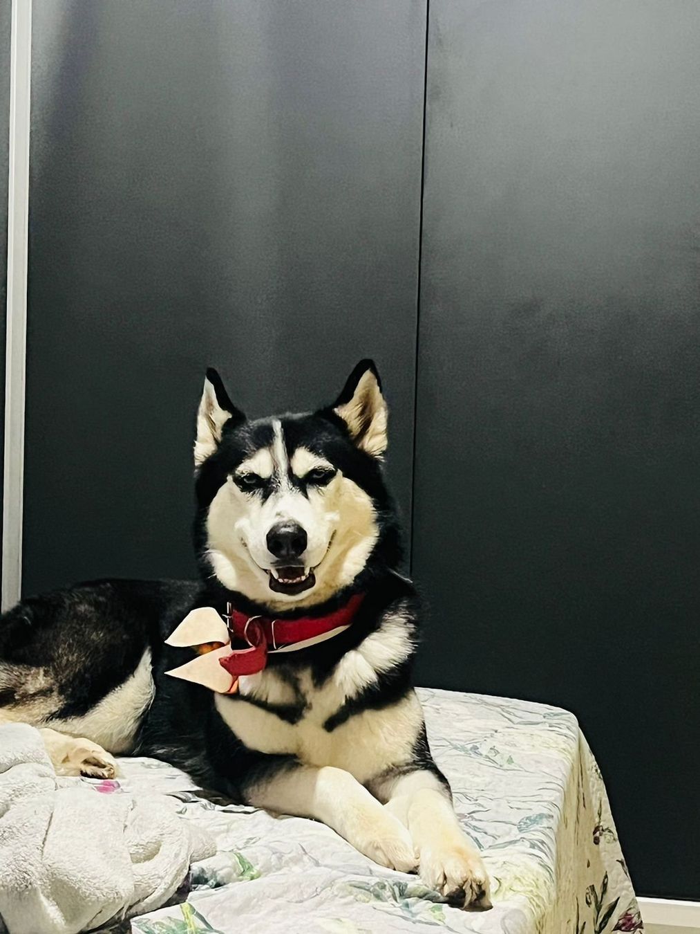 Futter: Moringa für Hunde – Neu und originalverpackt aus Luzern von ivo_schild 4