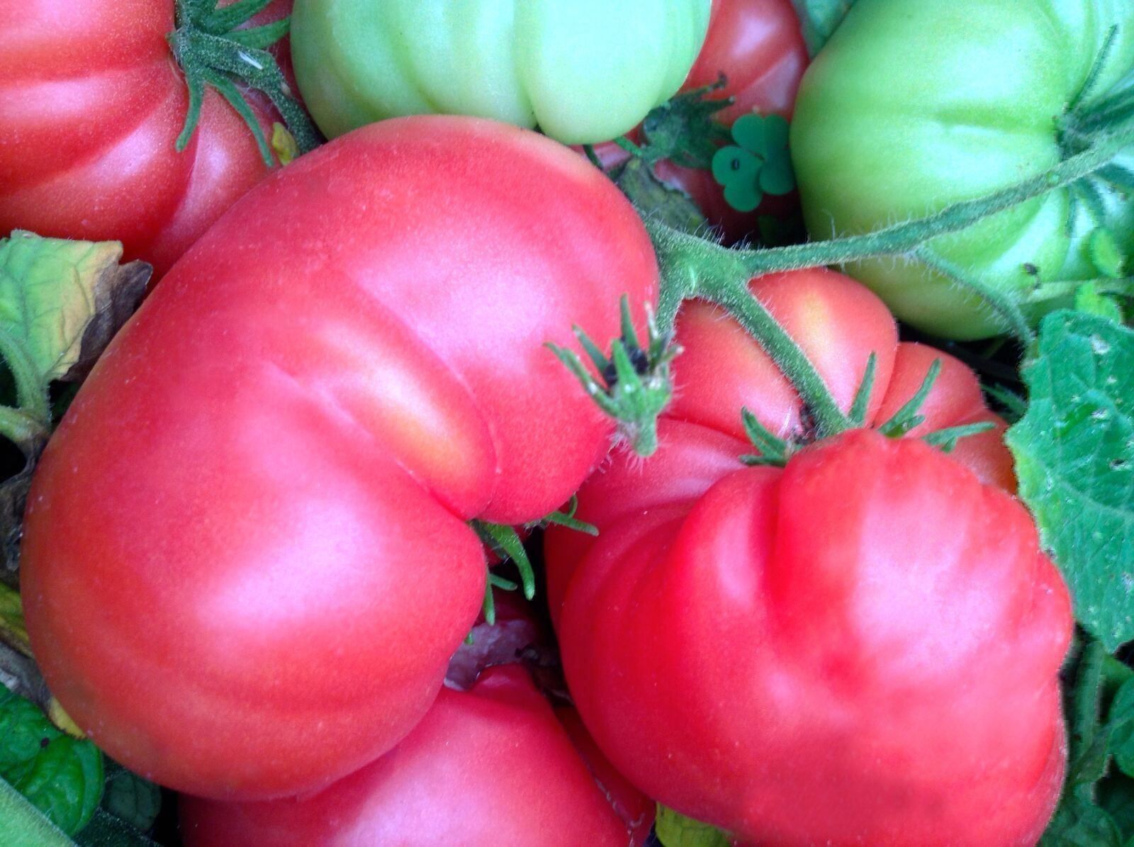 Piante & sementi: 50 Samen PINK PONDEROSA Tomate – Nuovo (secondo la descrizione) da Ehrendingen venduto da VerveinaSamen 3