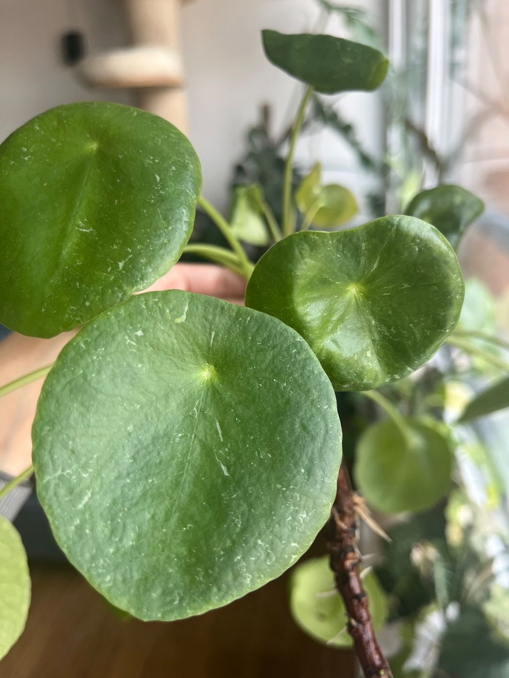 Piante & sementi: Rare Pilea Pepermoides Sugar – Usato da Zürich venduto da SummerUmbrage 1