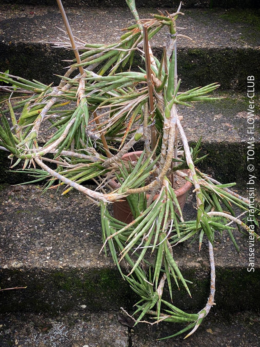 Pflanzen & Samen: Sansevieria Francisii - einzigartig schön - oder? – Neu und originalverpackt aus Adliswil von astom369