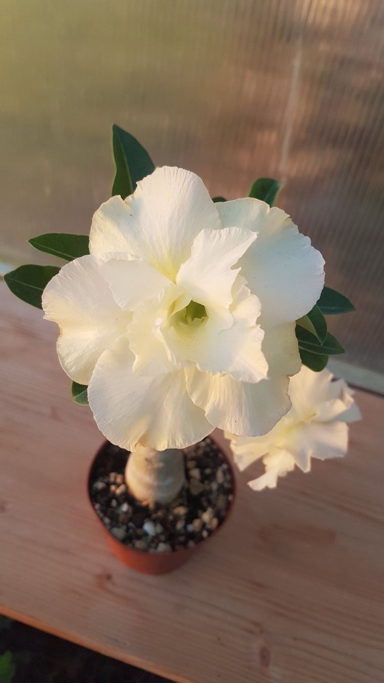Pflanzen & Samen: Adenium / Wüstenrosen Samen-Mix – Neu (gemäss Beschreibung) aus St.Erhard von  8