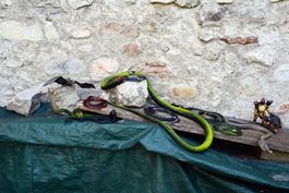 Serpents, monstres, araignées, chauve-souris (en plastique)