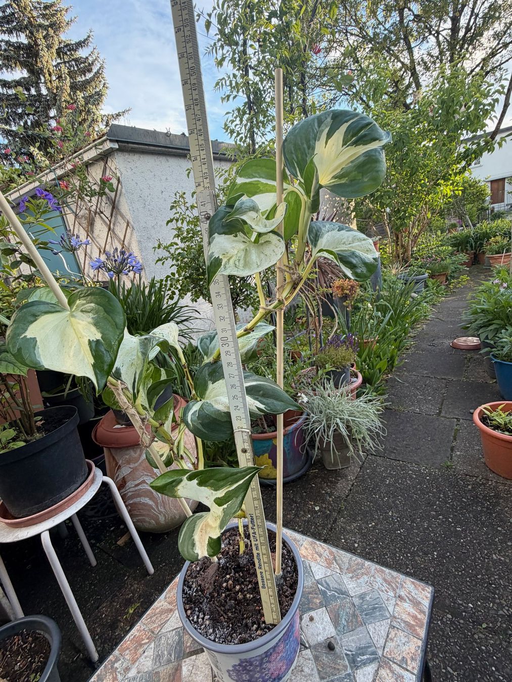 Piante & sementi: Efeutute Epipremnum Manjula - Happy Leaf, gr. Pflanze – Nuovo (secondo la descrizione) da Winterthur venduto da Aniger 6
