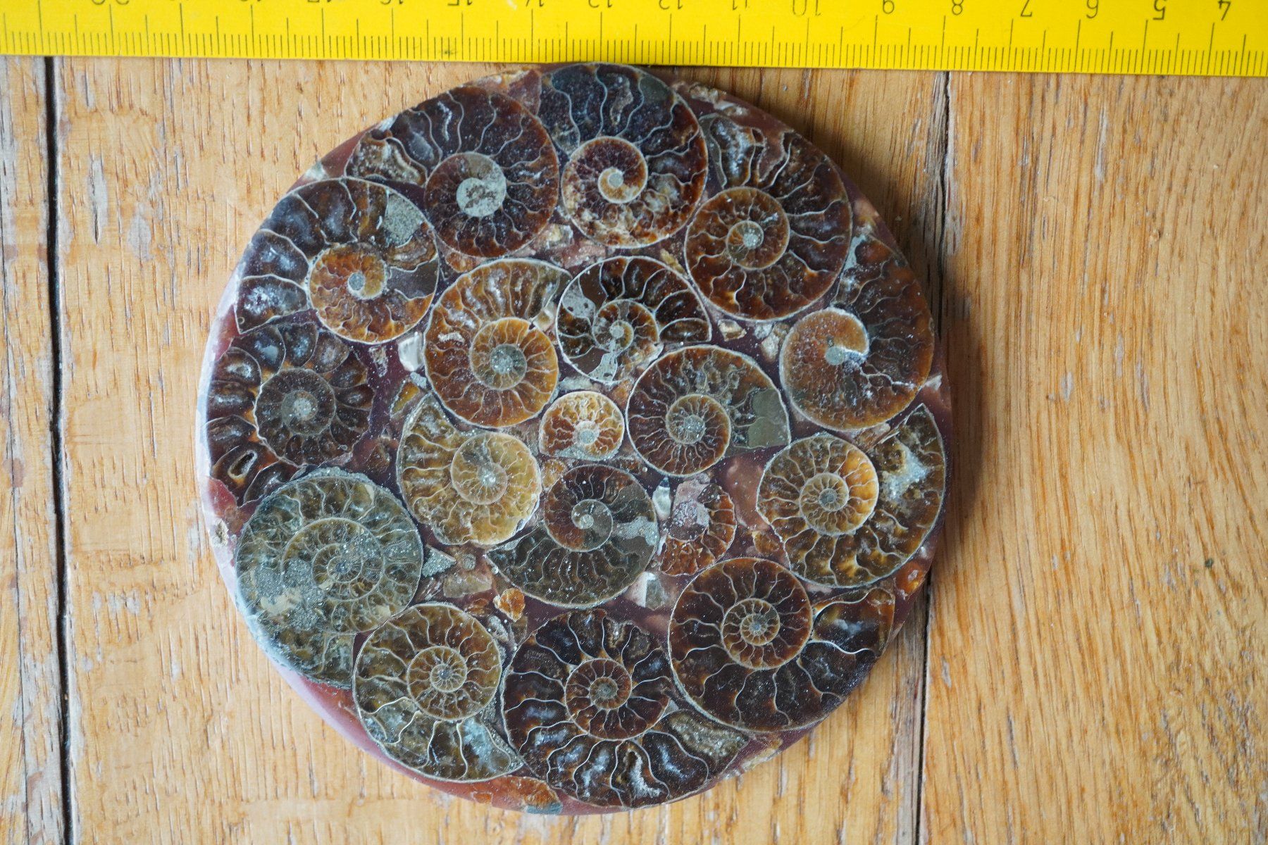 Fossili: Ammonit  Platte      Sammlerstück  ca 11cm  Diverse – Nuovo e nell'imballaggio originale da Eschenbach SG venduto da craniums 2