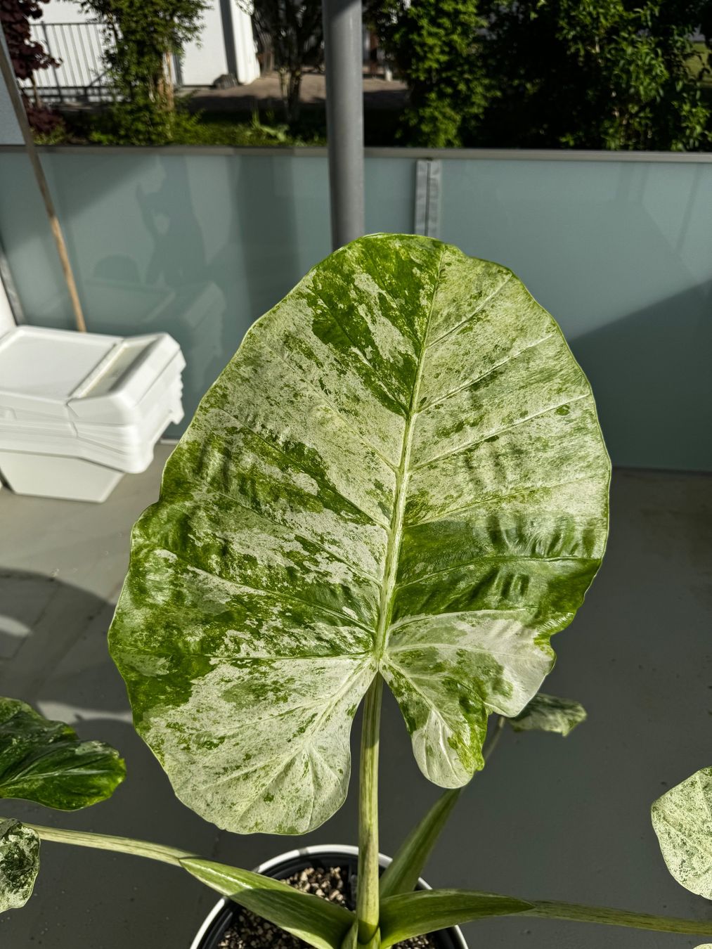 Piante & sementi: 🌱Alocasia odora batik – Usato da Niederbuchsiten venduto da GreenGems 1