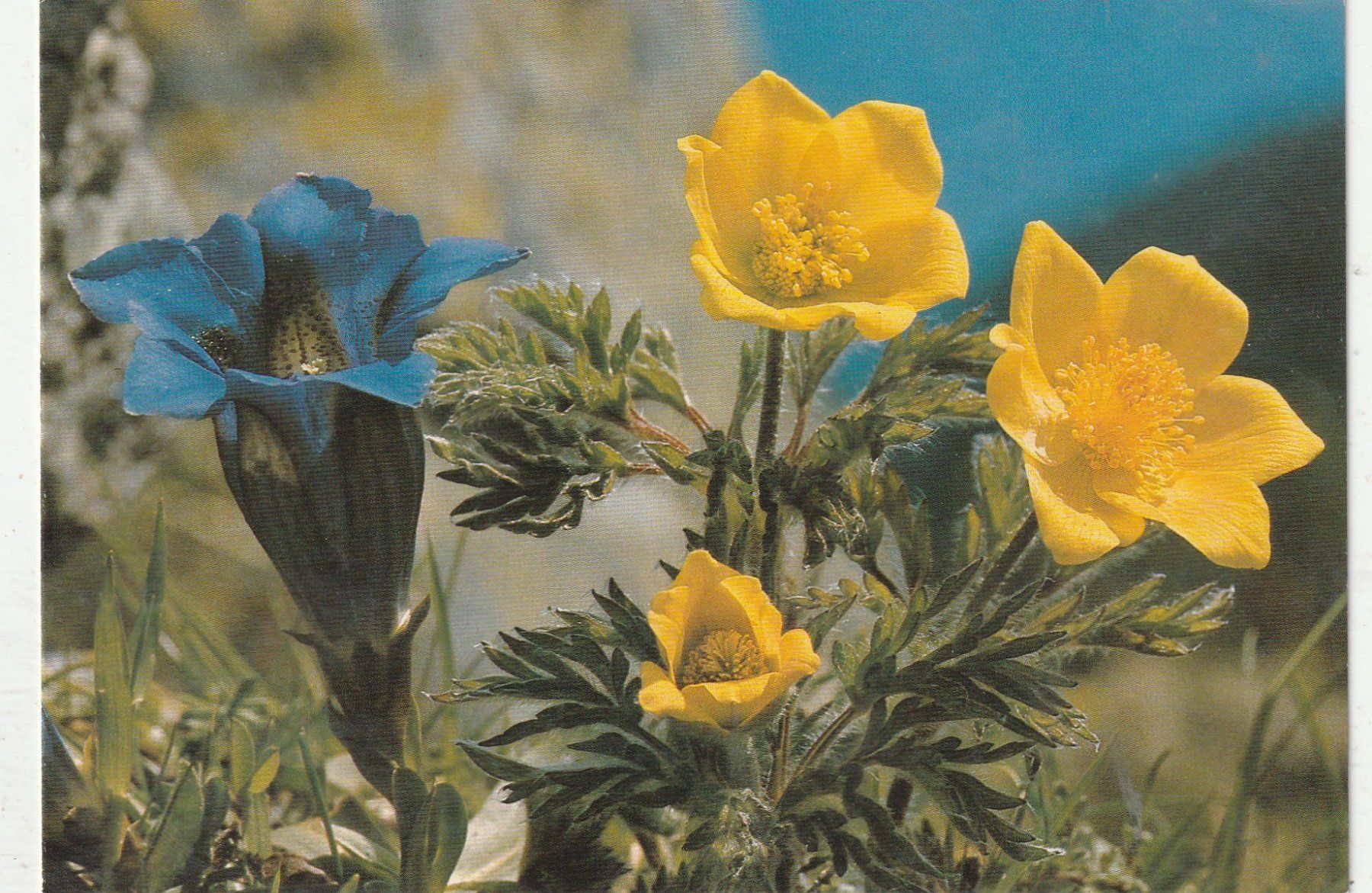 Cartes postales: Blumenkarte – D'occasion à Lumbrein par made02