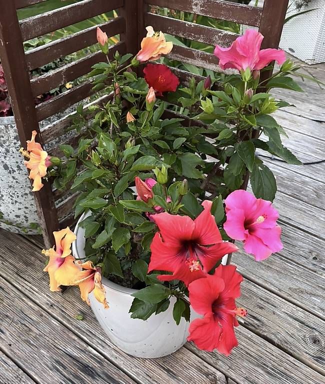 Piante & sementi: 2x Hibiskus im Lechuza Topf – Usato da Kirchberg SG venduto da Rapfunzel