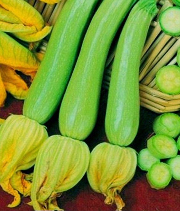 Piante & sementi: 10 Samen RARE Zucchini hellgrün "GENOVESE" – Nuovo e nell'imballaggio originale da Rovio venduto da POSITIFFARTandPLANTS