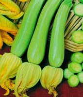 10 Samen RARE Zucchini hellgrün "GENOVESE"