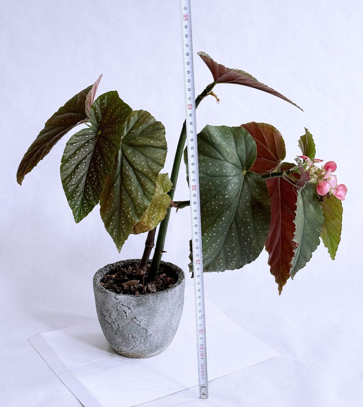 Piante & sementi: Begonia*Lucerna/Corallina***** – Nuovo (secondo la descrizione) da Dübendorf venduto da Orchid18 2