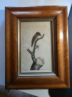 coloriertes antikes Vogel Bild in super Holz Rahmen