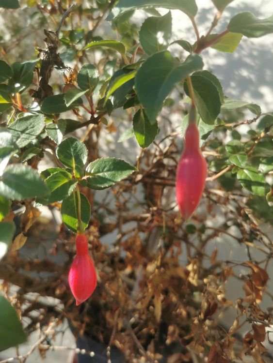 Fuchsia rot, Zierpflanze, Nachtkerzengewächs Kaufen auf Ricardo