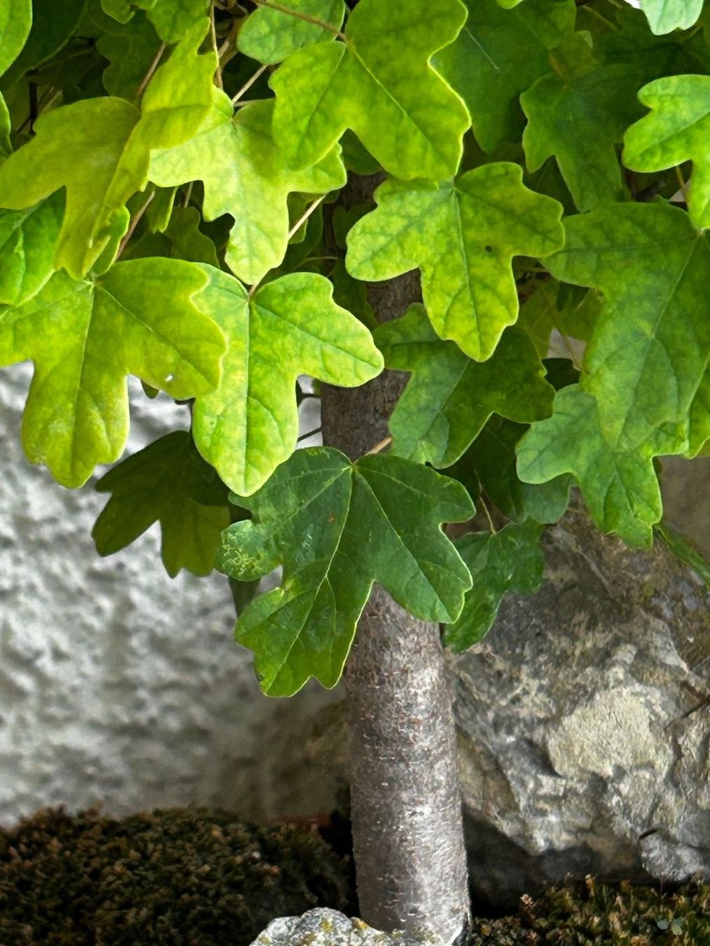 Pflanzen & Samen: Bonsai Feldahorn 18-jährig – Gebraucht aus Egliswil von didiflu 3