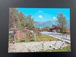 AK SO Ansiedlungsversuch Störche in Altreu, Versuchsgehege