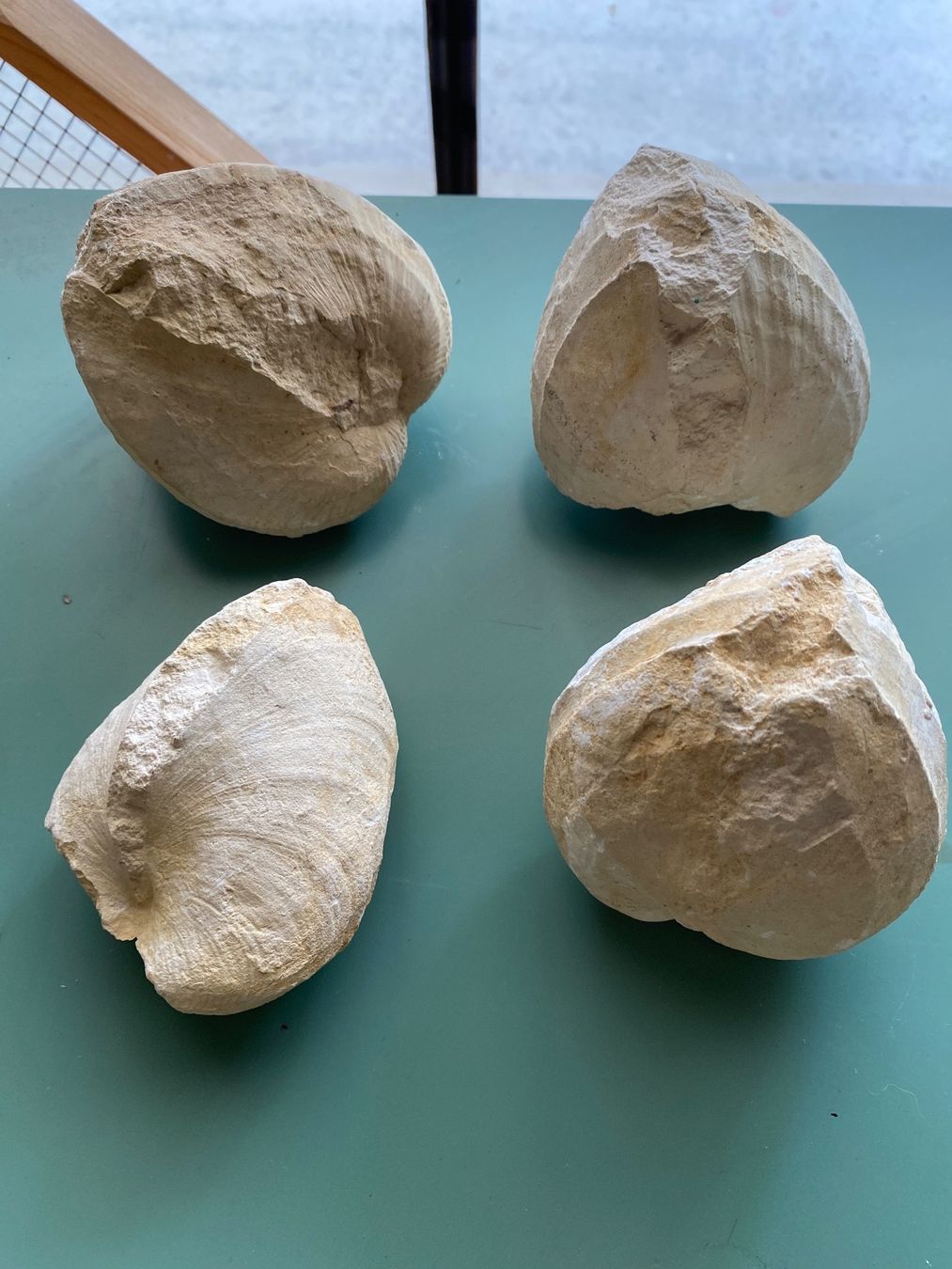 Fossili: Fossile Muscheln – Usato da Liestal venduto da Stephanoceras1