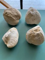 Fossile Muscheln