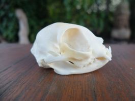 Schädel Präparat Taxidermy Katze Perserkatze