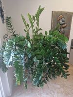 Zamioculcas gigante con vaso Lechuza 