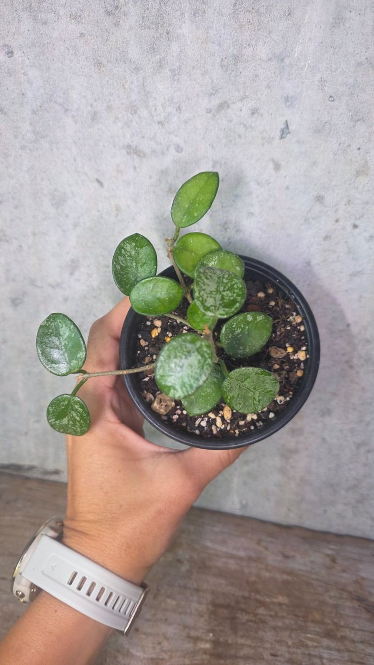 Piante & sementi: Hoya 'Mathilde Splash' – Usato da St.Erhard venduto da Plumilandschweiz 2