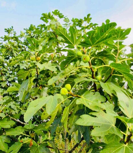 XXL (150 cm) Echte Feigenbaum " FICUS PANACHÉ" GESTREIFT Kaufen auf