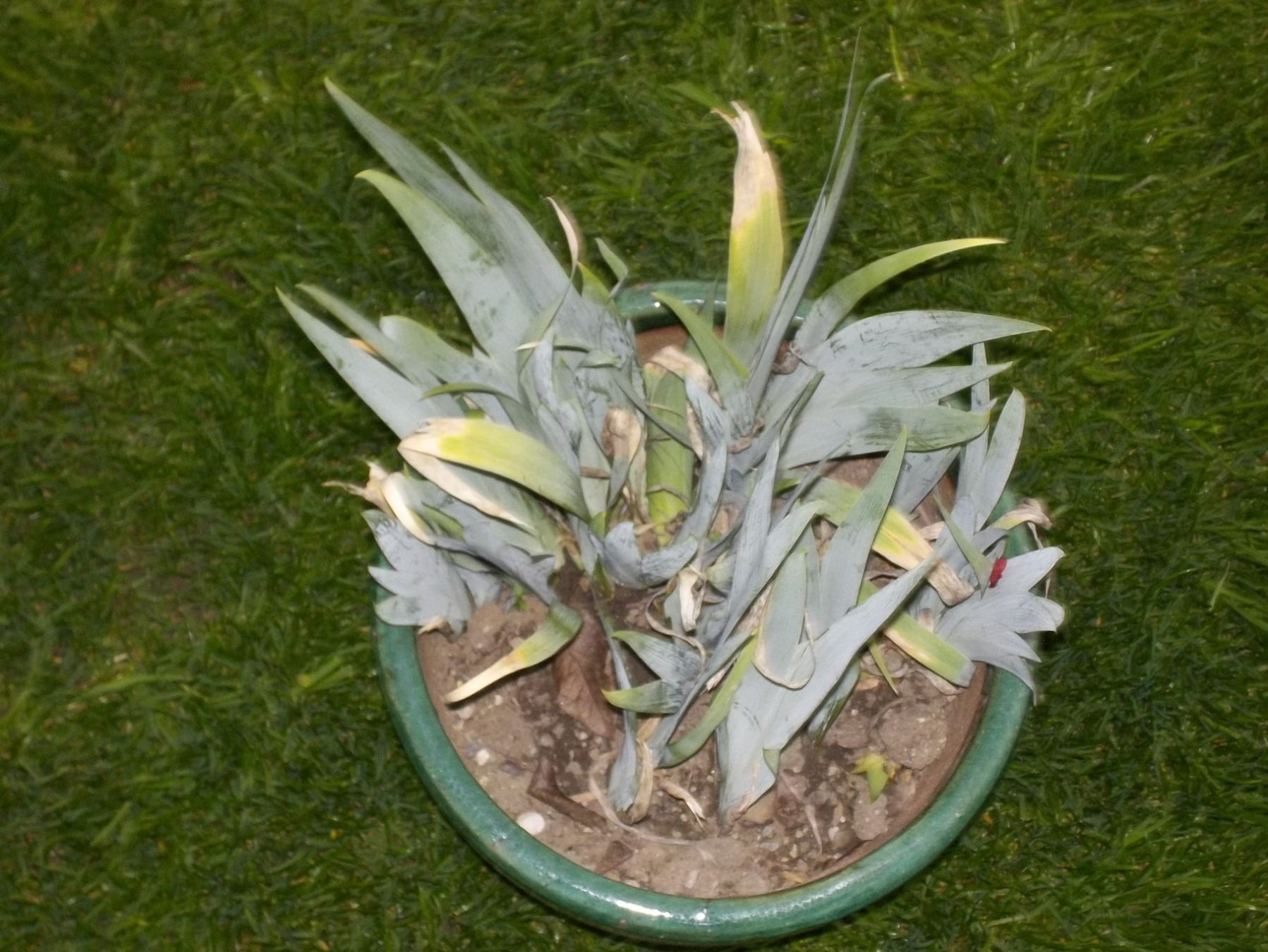 Piante & sementi: Iris im Topf, grüne Pflanze für Garten oder Balkon! – Nuovo (secondo la descrizione) da Kaltbrunn venduto da Cindy99 1