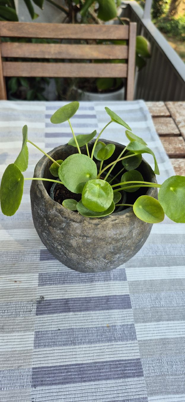 Piante & sementi: Pianta Feng Shui Pilea "Moneta Cinese"  – Usato da Oberengstringen venduto da jessica2023 1