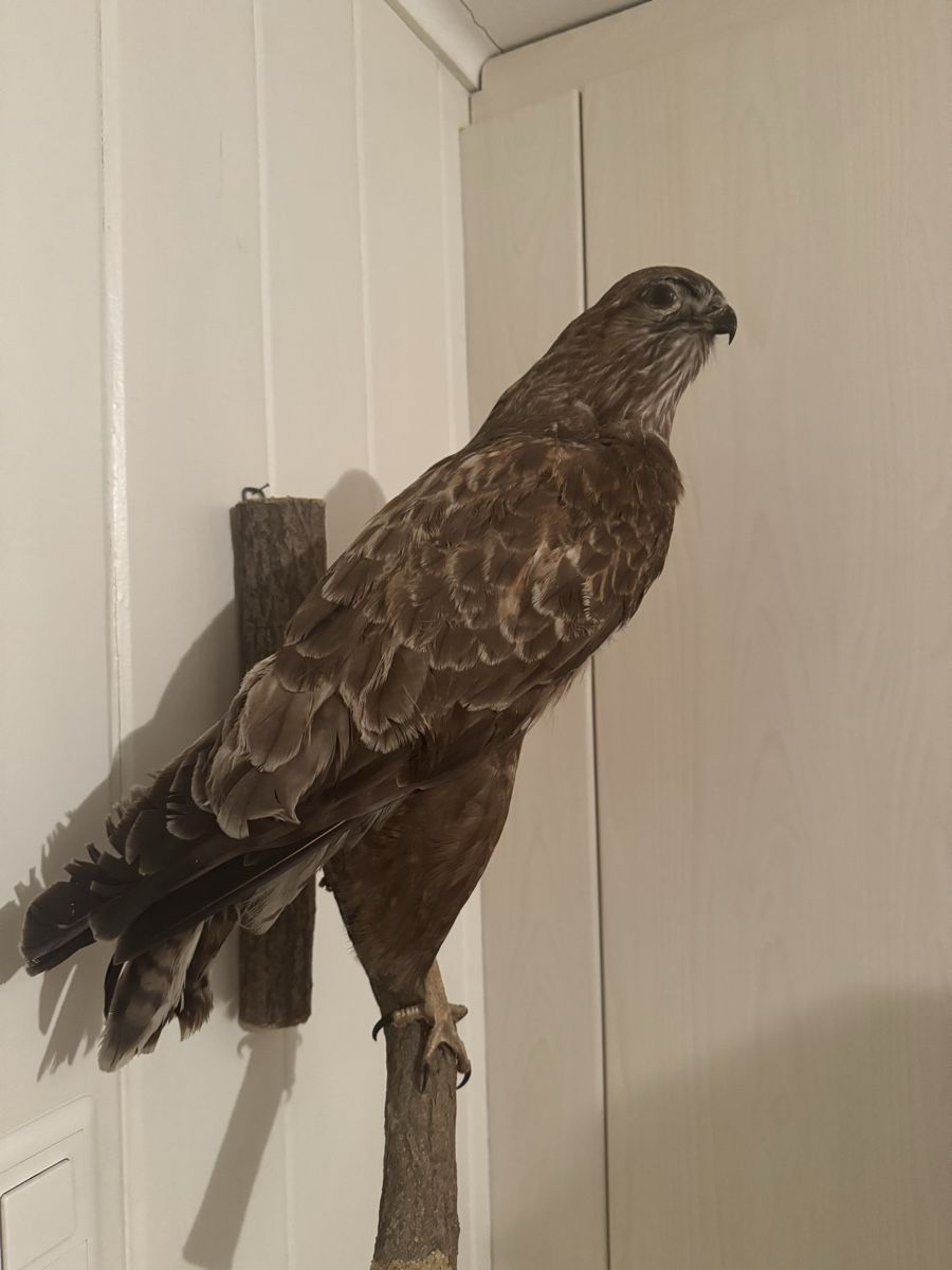 Il mondo degli animali: Mäusebussard Präparat – Usato da Frick venduto da nannali98 2