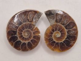 Poliertes Ammoniten Paar Fossil Sammler Unikat