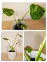 Monstera Deliciosa Electrolyte