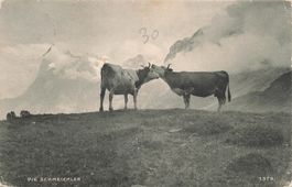 Berner Oberland wei Kühe in den Alpen Die Schmeichler mucche
