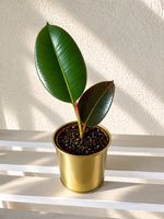 🌿 Ficus elastica – Gummibaum im goldenen Topf