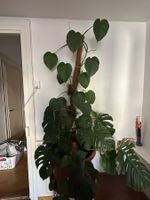 Monstera / Zimmerpflanze