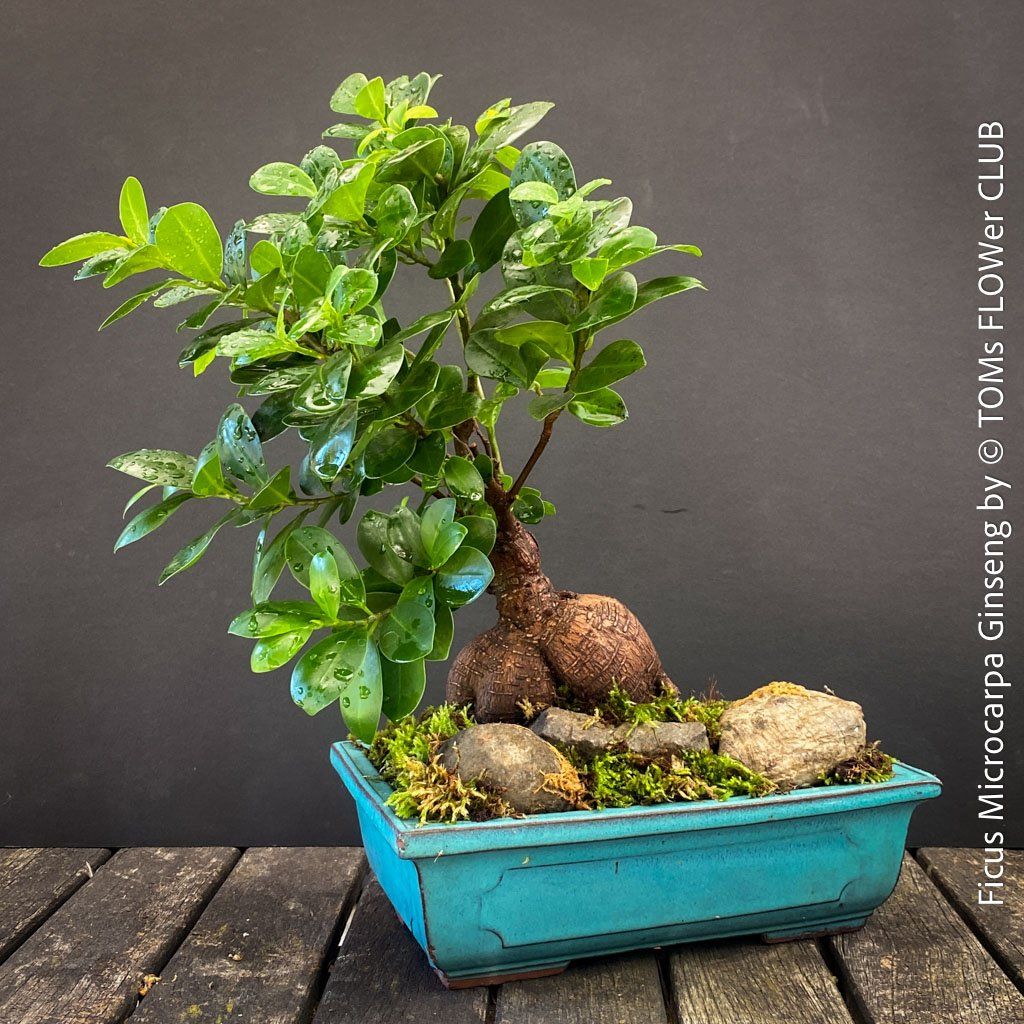 Piante & sementi: Ficus Microcarpa Ginseng - Bonsai-Form – Nuovo e nell'imballaggio originale da Adliswil venduto da astom369 9