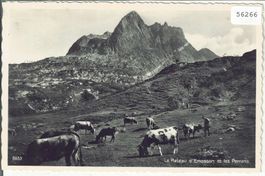 Le Plateau d'Emosson et les Perrons - Kühe vaches cows