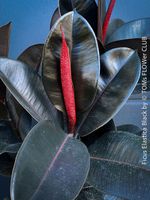 Ficus Elastica Black - schwarzer Gummibaum 5-fach verzweigt