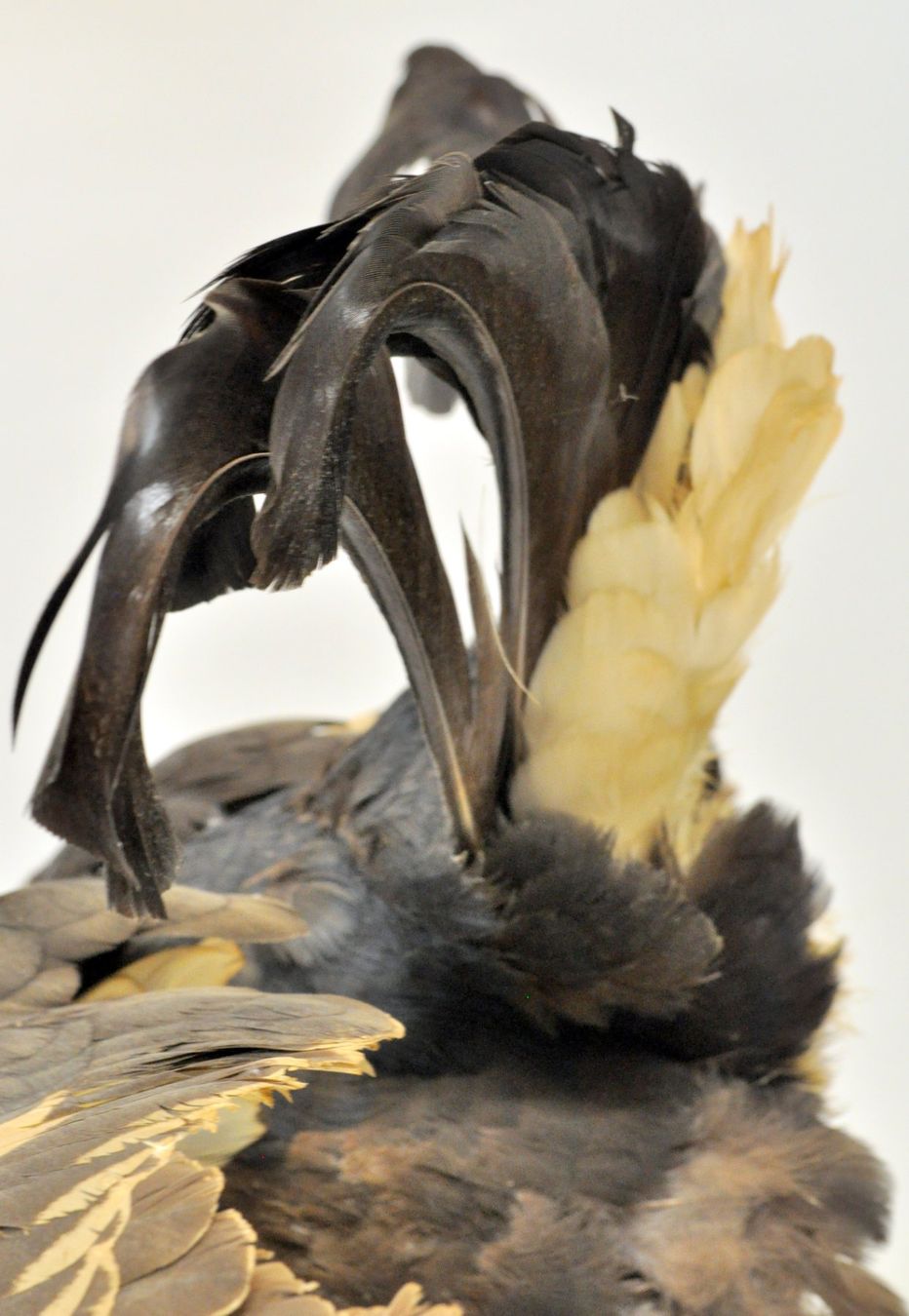 Il mondo degli animali: Tétras lyre naturalisé – Usato da Neuchâtel venduto da Neuchatel 9