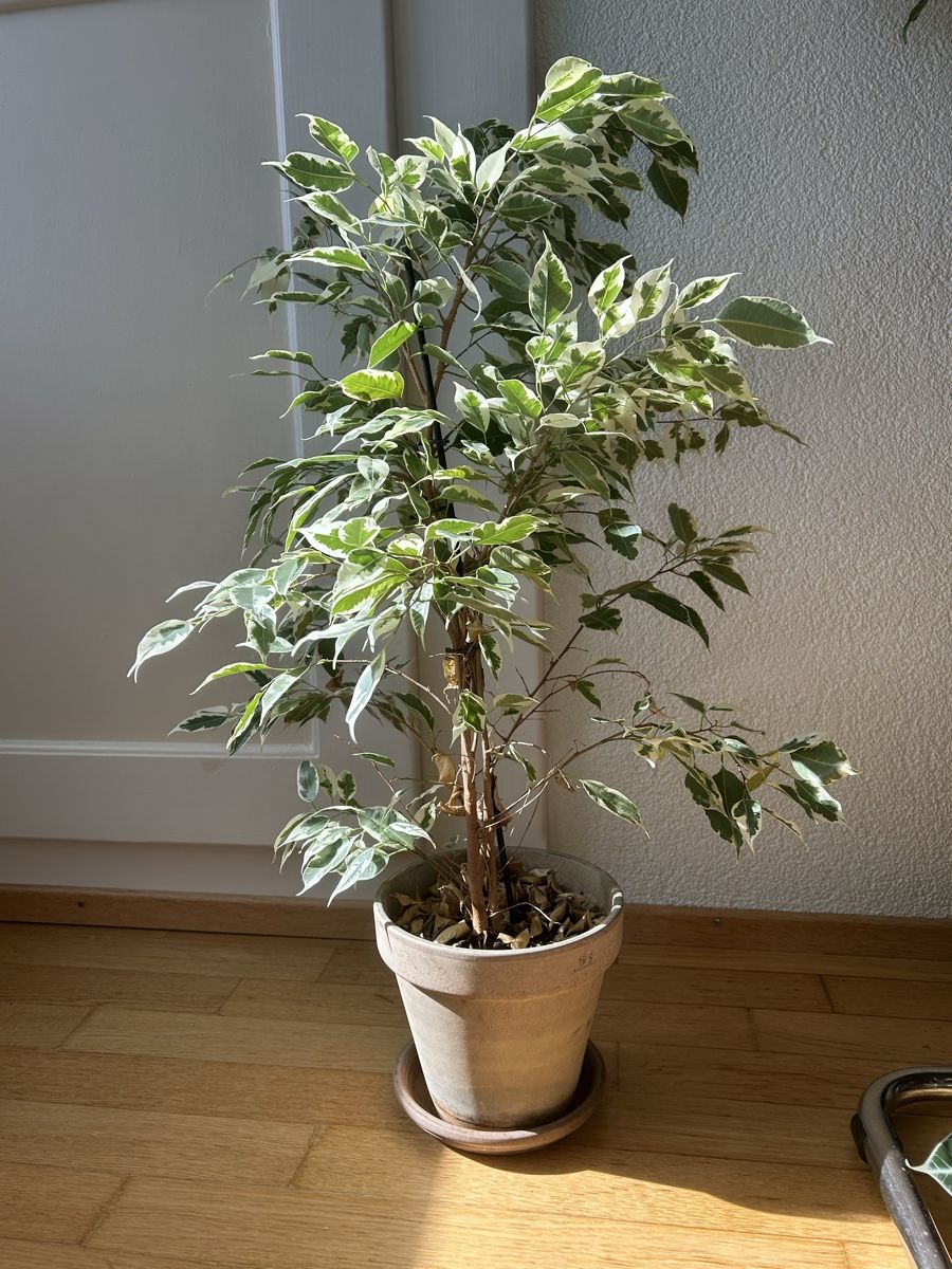 Piante & sementi: Birkenfeigen Ficus Benjamina Twilight – Usato da Zürich venduto da fabuulois
