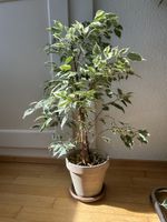 Birkenfeigen Ficus Benjamina Twilight