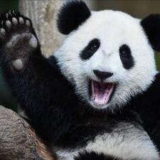 Profile image of Pandi_Panda