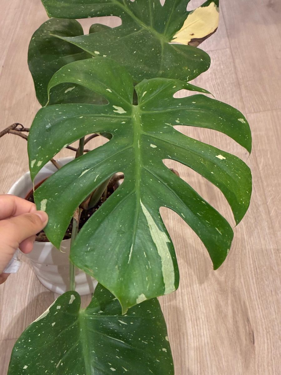 Pflanzen & Samen: Monstera Thai Constellation Pflanze panaschiert – Gebraucht aus Reinach BL von isa_cgz8 1
