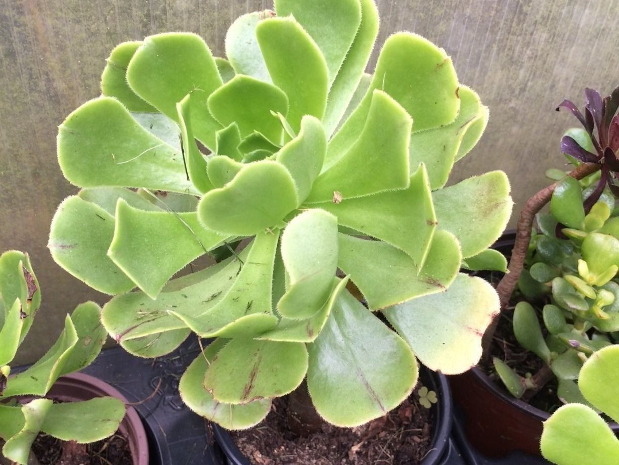 Pflanzen & Samen: Aeonium arboreum – Neu (gemäss Beschreibung) aus Vinelz von Wellensittich55 5