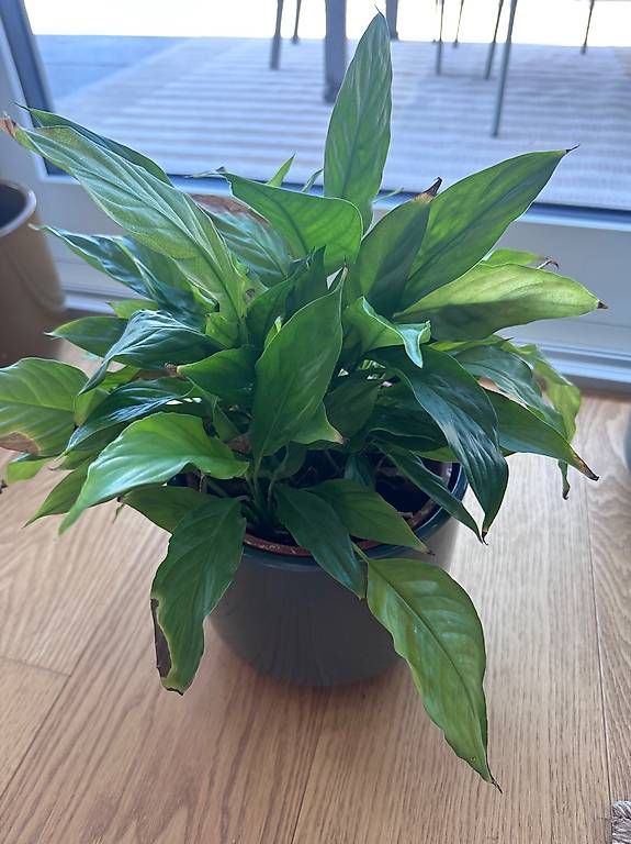 Plantes & graines: Plantes vertes & pots – D'occasion à Meilen par mar_6gyz 2