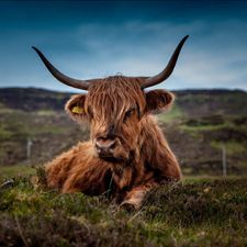 Profile image of WhiskyLooser
