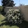 Piante & sementi: Oranger du Mexique  15-20cm 2 PLANTS – Nuovo (secondo la descrizione) da Bremblens venduto da FIBONACCI369 2