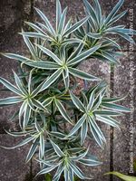 Dracaena Reflexa Albo Variegata - Song of India grün-weiss