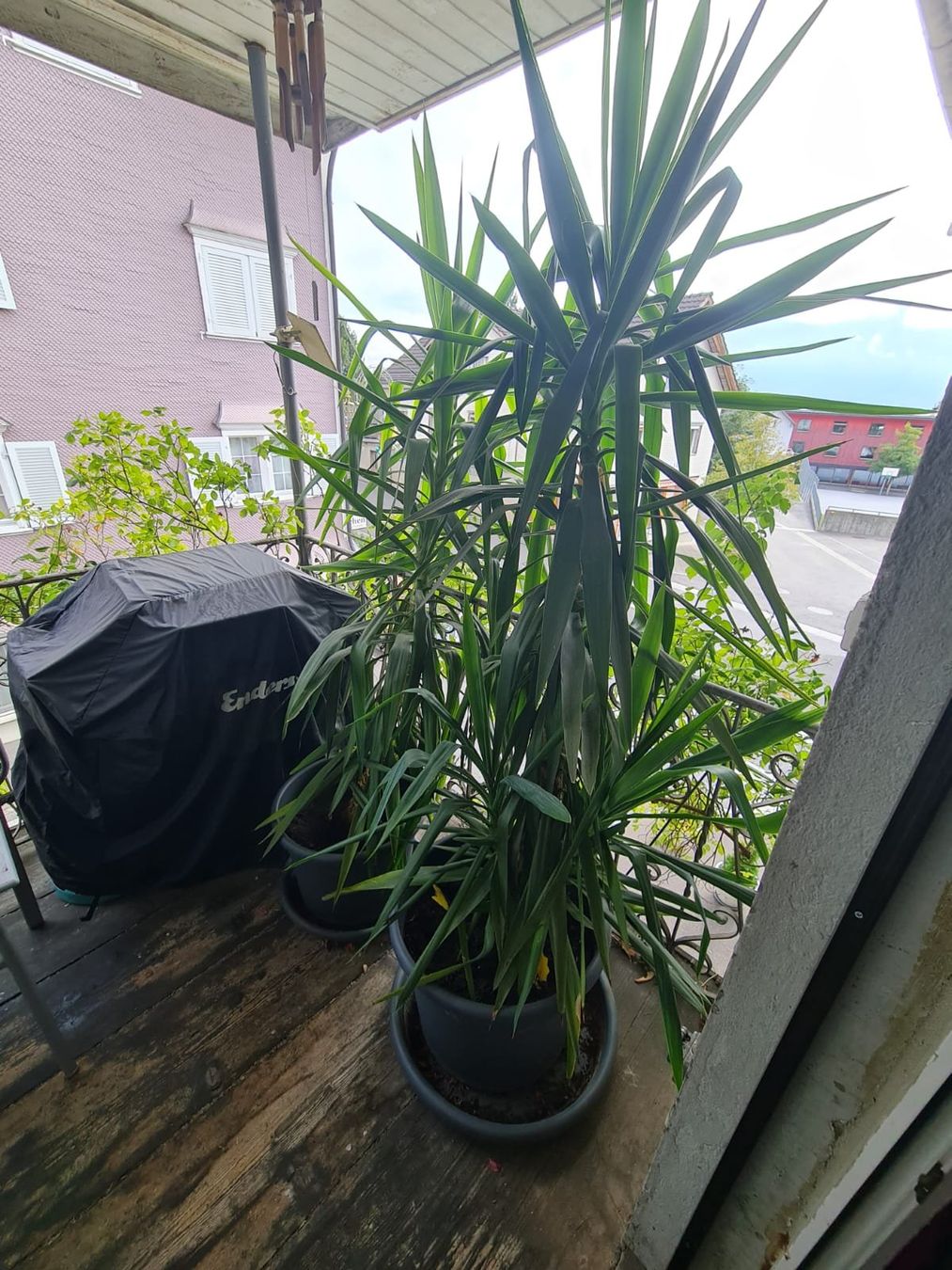 Piante & sementi: Yucca Palmen – Usato da gams venduto da Anbo 2