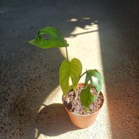 Monstera adansonii “Monkey Face” – giovane pianta radicata